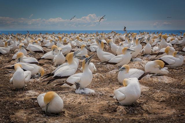 121 Cape Kidnappers, Pacifische Jan van Genten.jpg